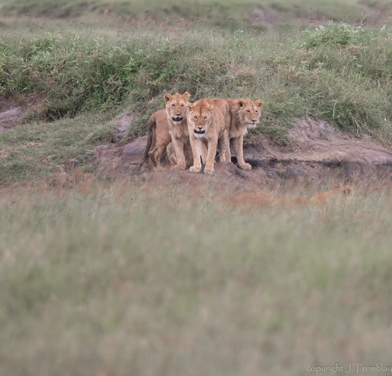 Ngorongoro Crater, Lions, Africa, Safari, Canon, Sigma