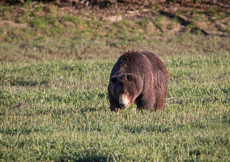 Alaskan Brown Bear, Canon