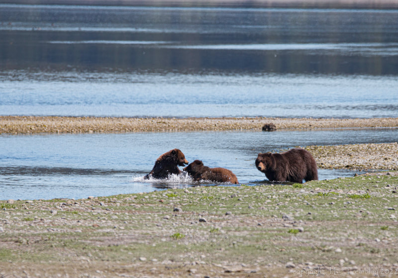 Alaskan Brown Bear, Canon, cubs playing
