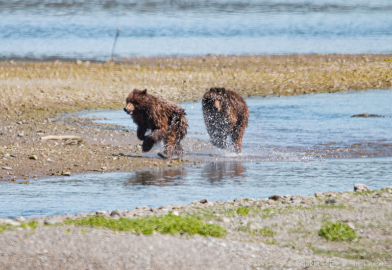 Alaskan Brown Bear, Canon, cubs playing