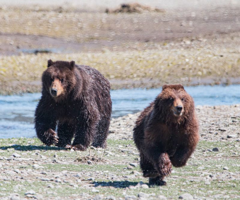 Alaskan Brown Bear, Canon