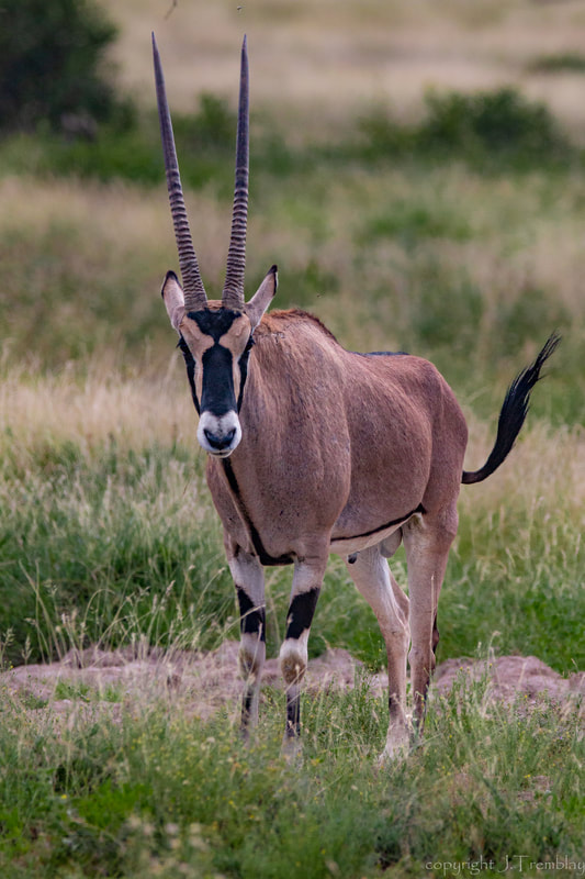 Oryx, Beisa Oryx, Africa, Samburu Reserve, Safari, Canon