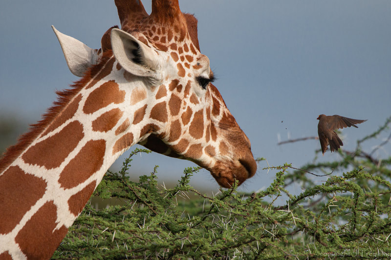 Africa, Samburu reserve, Reticulated Giraffe, Oxpecker, Canon, Safari