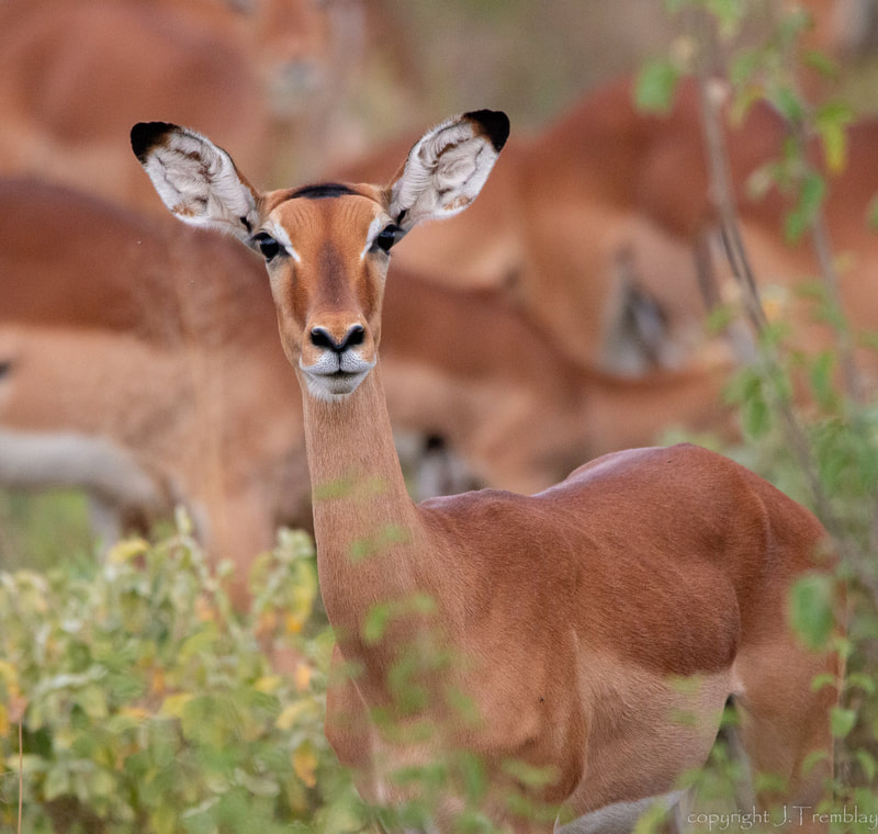 Female Impala, Africa, Samburu Reserve, Safari, Canon