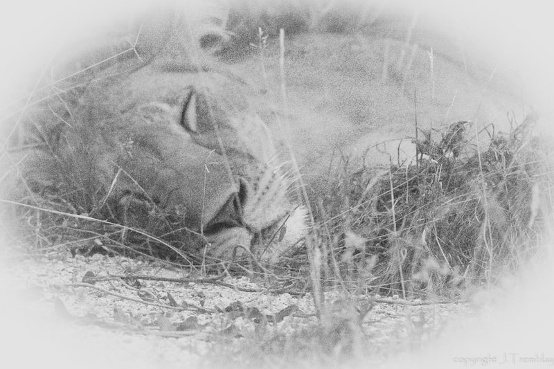 Lion, Lioness, sleeping, Samburu, Africa, Canon, Safari
