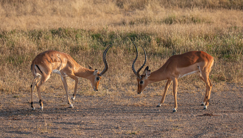 Impala, head-butting, Africa, Samburu Reserve, Safari, Canon