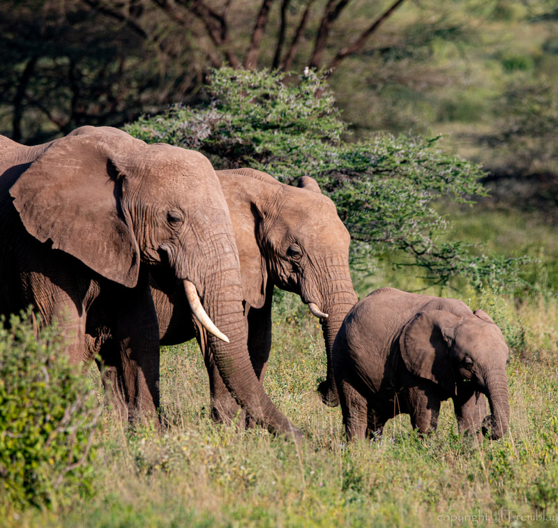 Elephant, Africa, Samburu Reserve, Safari, Canon