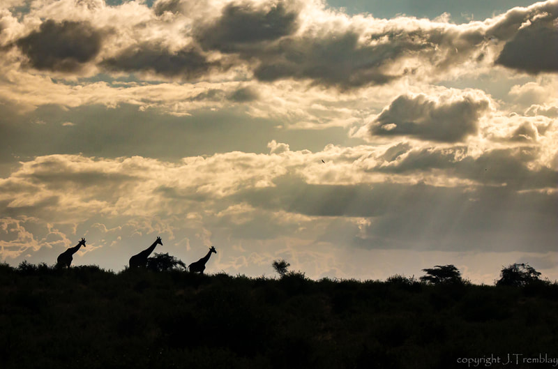 Giraffe, Profiles, Canon, Africa, Safari