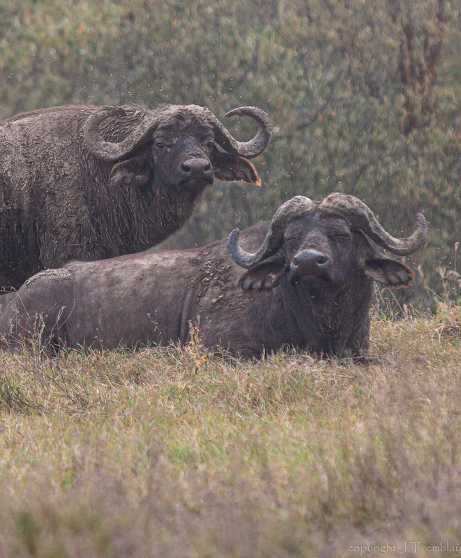Africa, safari, Cape Buffalo, Canon
