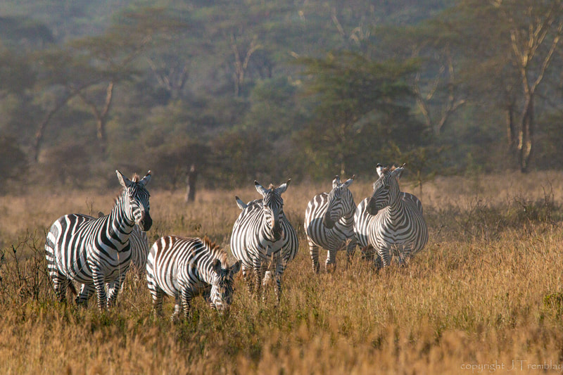 Africa, safari, Zebra, Canon