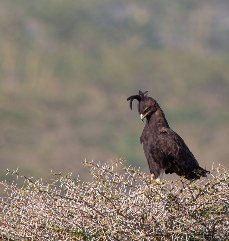 Long Crested Eagle, Africa, Safari, Canon