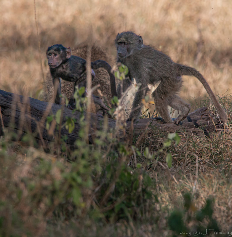 Baboon juveniles, Africa, Safari, Canon, Sigma