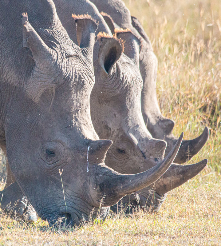 Rhinoceros, White Rhino, Trio, Canon, Africa, Safari