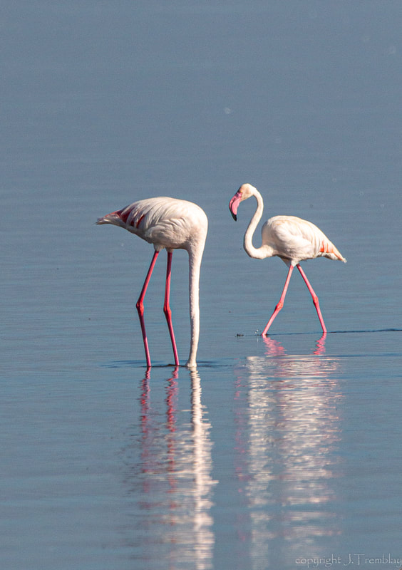 Flamingo, Africa, Safari, Canon, Sigma