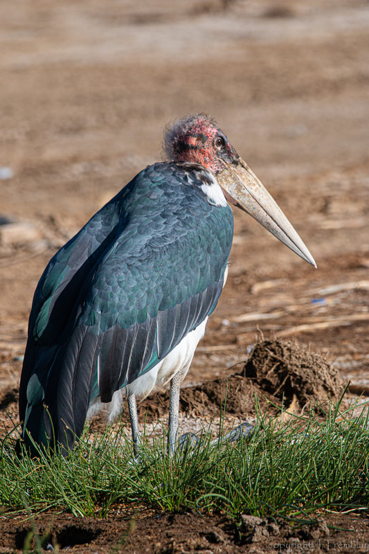 Marabou Stork, Undertaker Bird, Africa, Safari, Canon