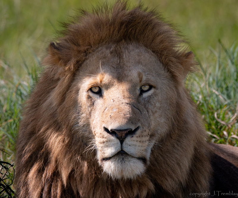Lion, Canon, Africa, Safari
