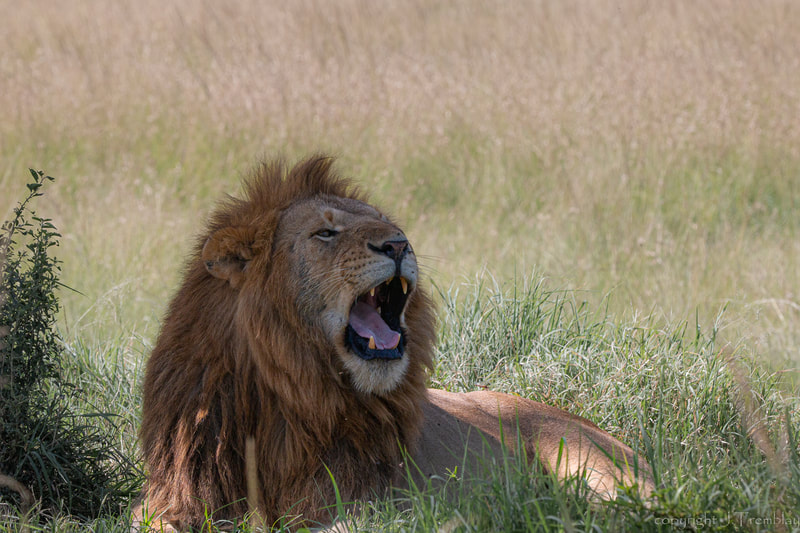 Male Lion, Africa, Predator, Safari, Canon, Yawning