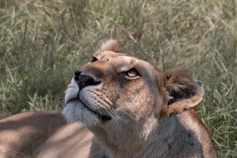Female Lioness, Africa, Safari, Canon