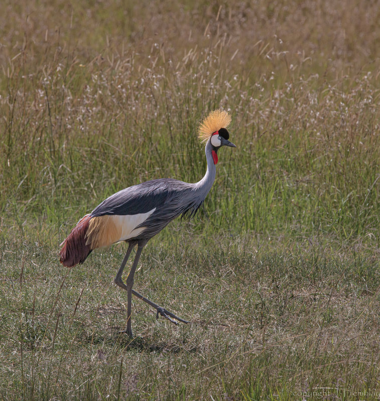 Grey Crowned Crane, Africa, Safari, Canon