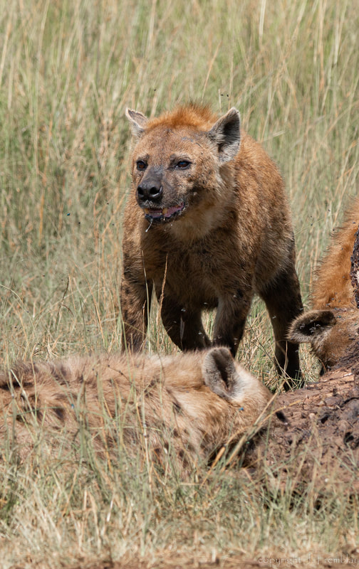 Hyena, Africa, Safari, Scavenging, Canon