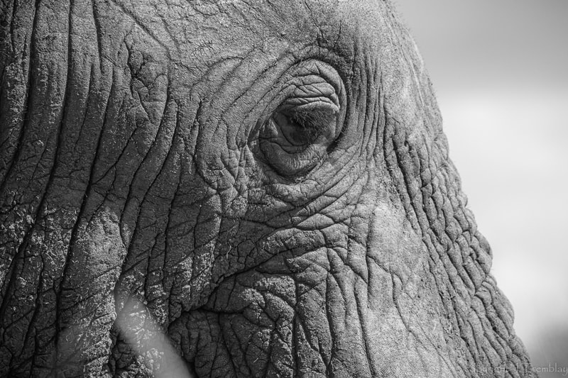 Elephant, Africa, Safari, Canon, Black and white