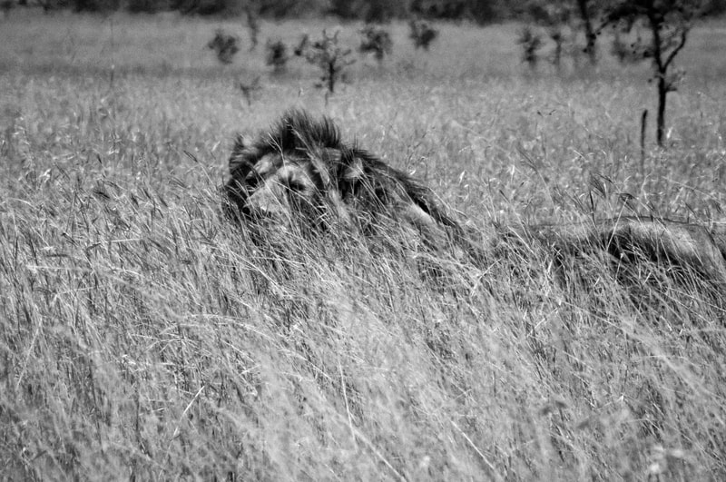 Africa, Safari, Canon Sigma, Lion, Serengeti, Simba