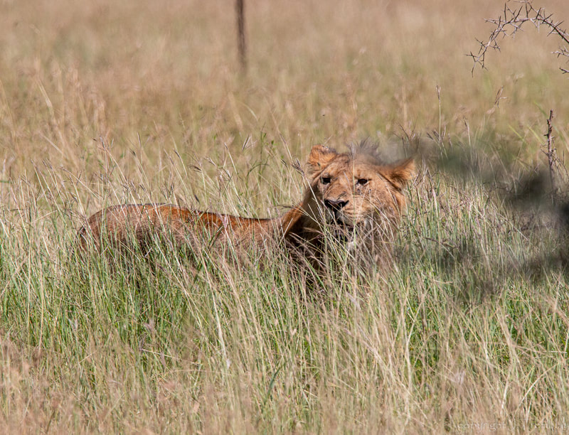 Lion, Safari, Africa, Canon