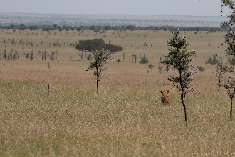 Lion, landscape, Safari, Africa, Canon