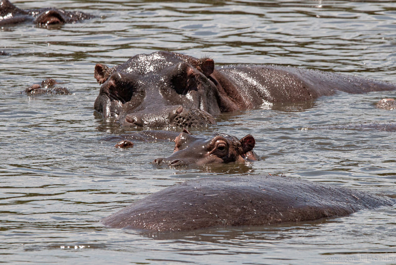 Africa, Safari, Canon, Hippopotamus, hippo, baby hippo