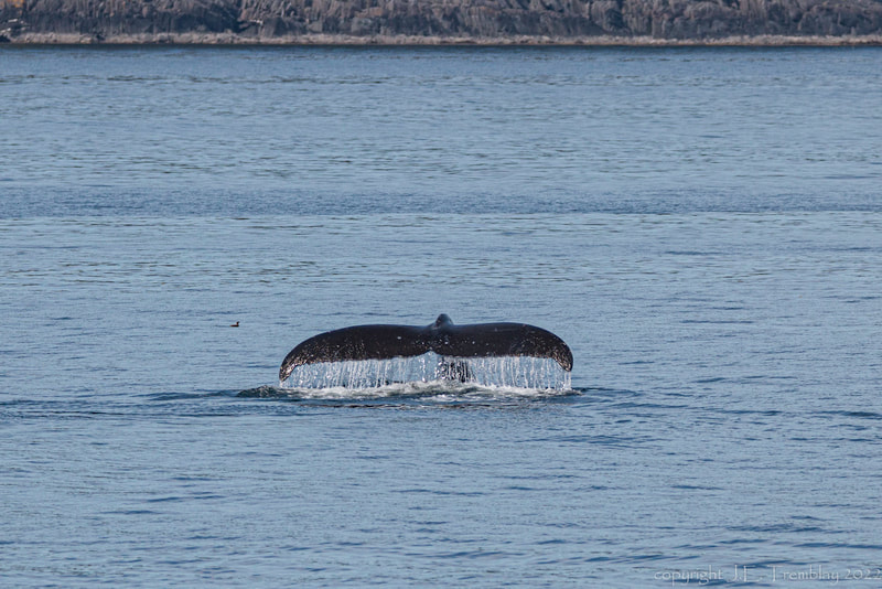 Whale Fluke, Humpback whale, Alaska, Inside Passage, Canon
