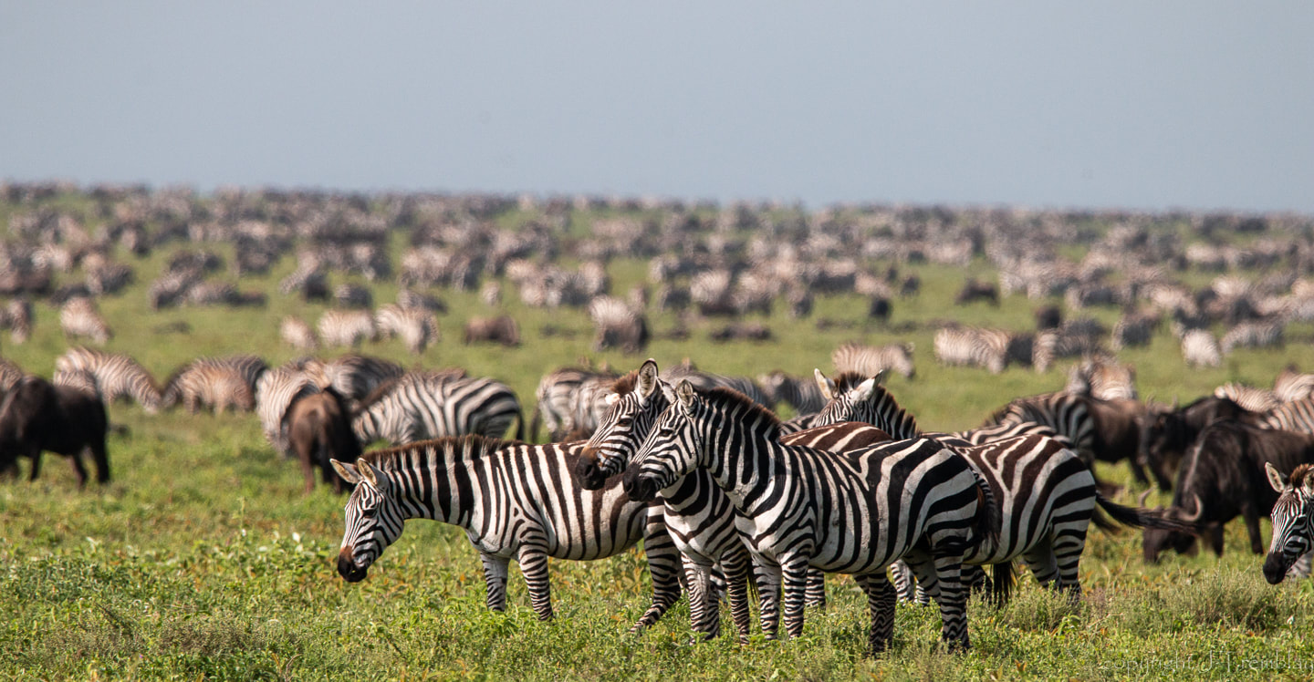 Africa, Safari, Canon, migration, zebra