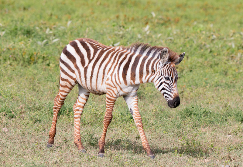 Africa, Safari, Canon, Migration, baby Zebra