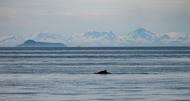 Humpback whale, Alaska, Inside Passage, Canon