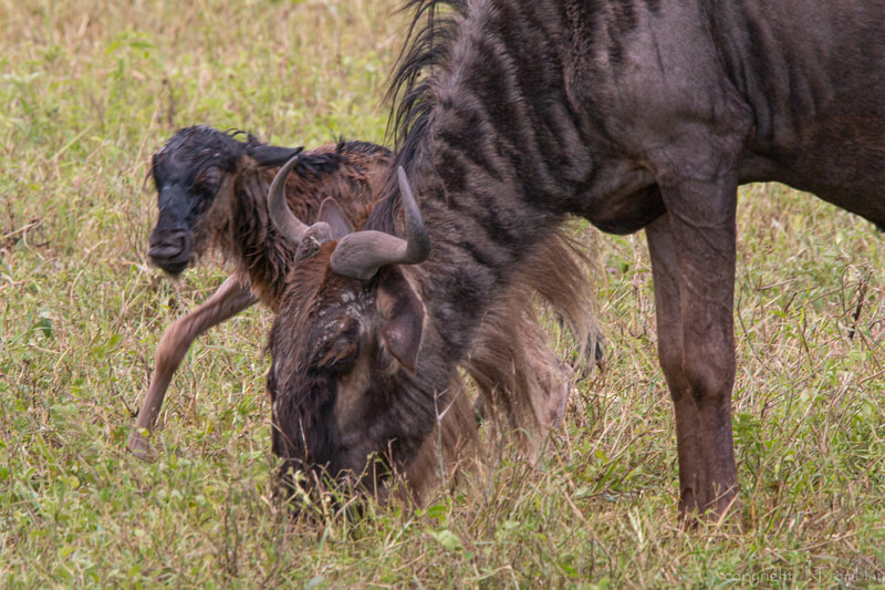 Africa, Safari, Canon Baby Wildebeest, newborn