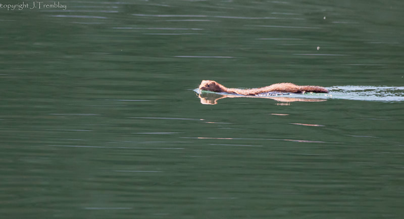 mink swimming, alaska, Canon