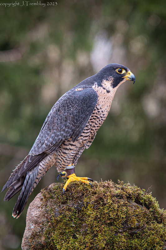 Peregrine Falcon, Mountsberg Raptor Center