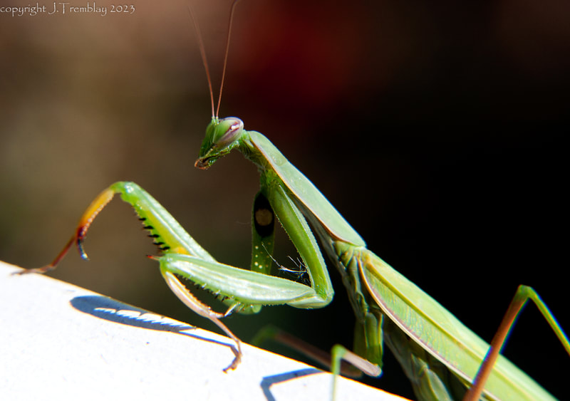 Preying Mantis Insect