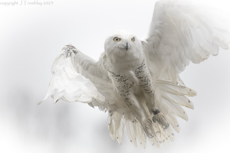 Snowy Owl in-flight, Canon, Canadian Raptor Conservancy
