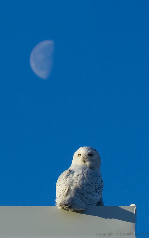 Snowy Owl, Moon, Canon