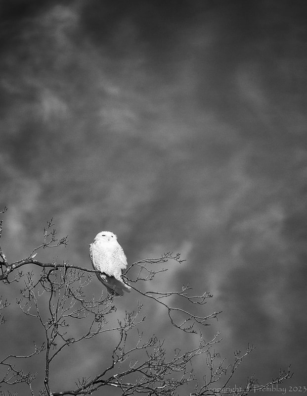 Snowy Owl Black and white, tree, clouds, Canon