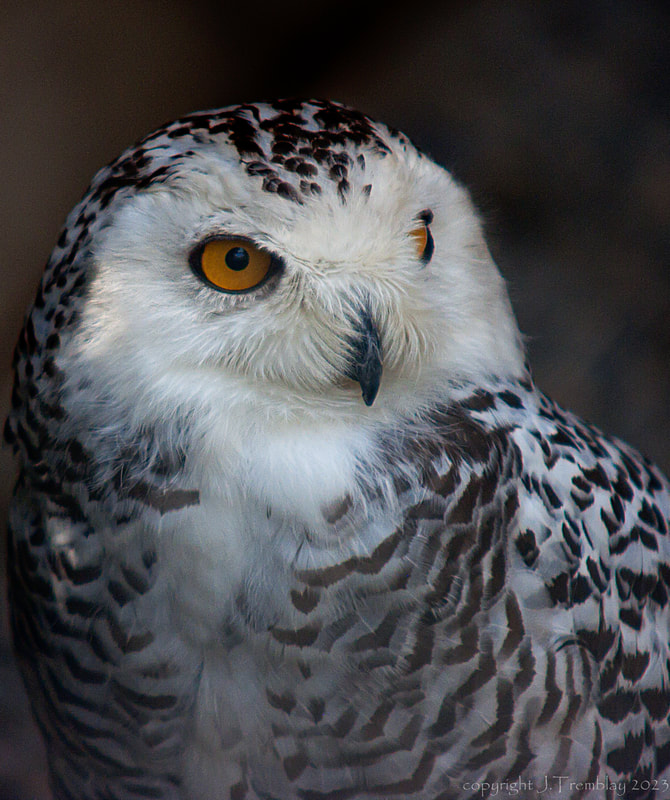 Snowy Owl, Mountsberg Raptor Center, Canon