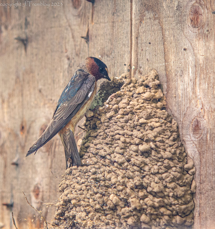 cliff swallow bird on nest