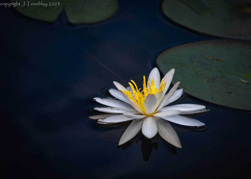 Water Lilly flower